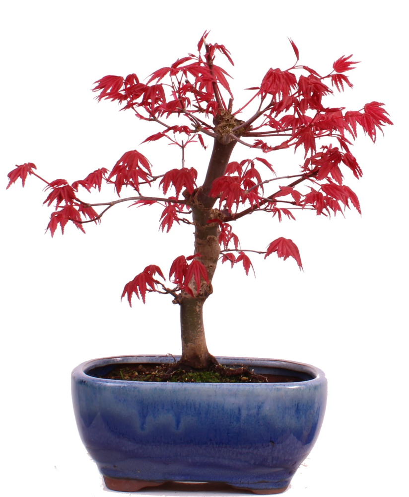 Bonsai - Acer palmatum Deshojo, roter Fächerahorn aus Japan 226/04