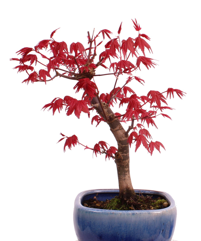 Preview: Bonsai - Acer palmatum Deshojo, roter Fächerahorn aus Japan 226/04