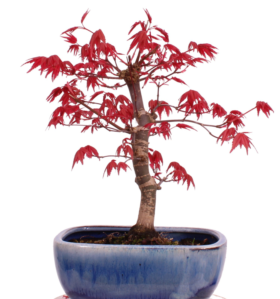 Preview: Bonsai - Acer palmatum Deshojo, roter Fächerahorn aus Japan 226/04