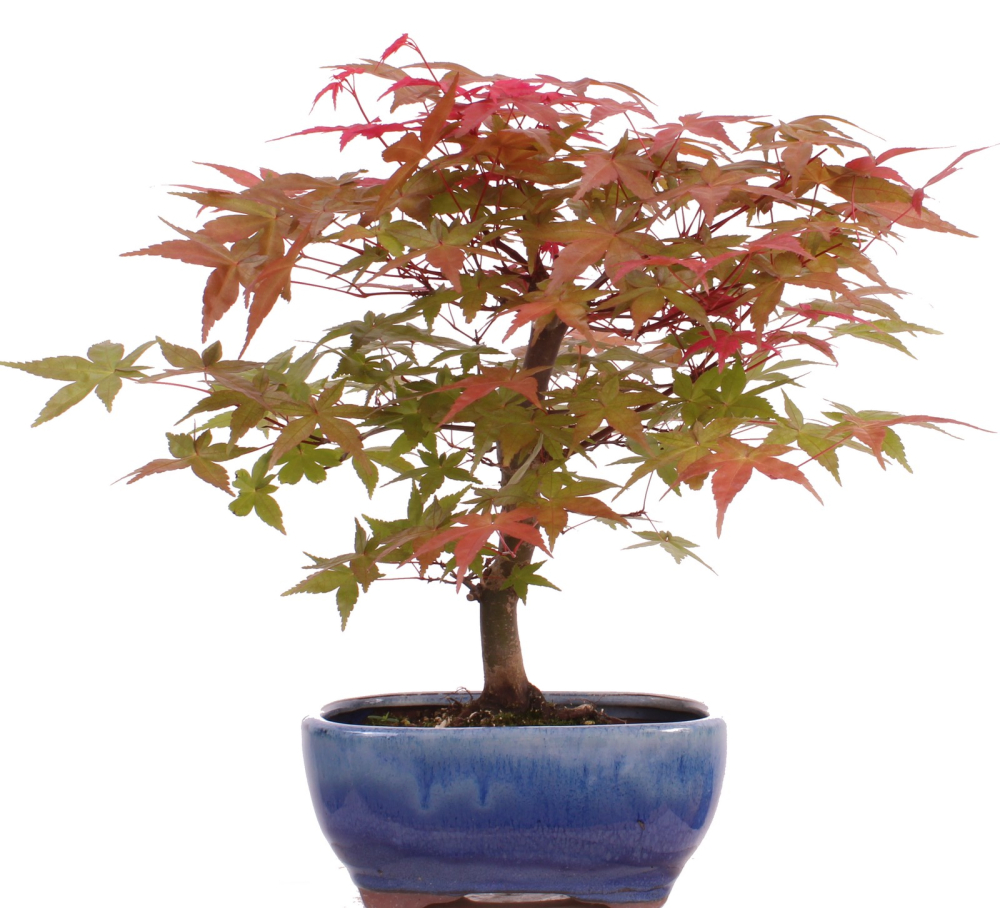 Bonsai - Acer palmatum Deshojo, roter Fächerahorn aus Japan 226/04