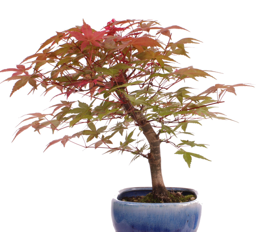Preview: Bonsai - Acer palmatum Deshojo, roter Fächerahorn aus Japan 226/04