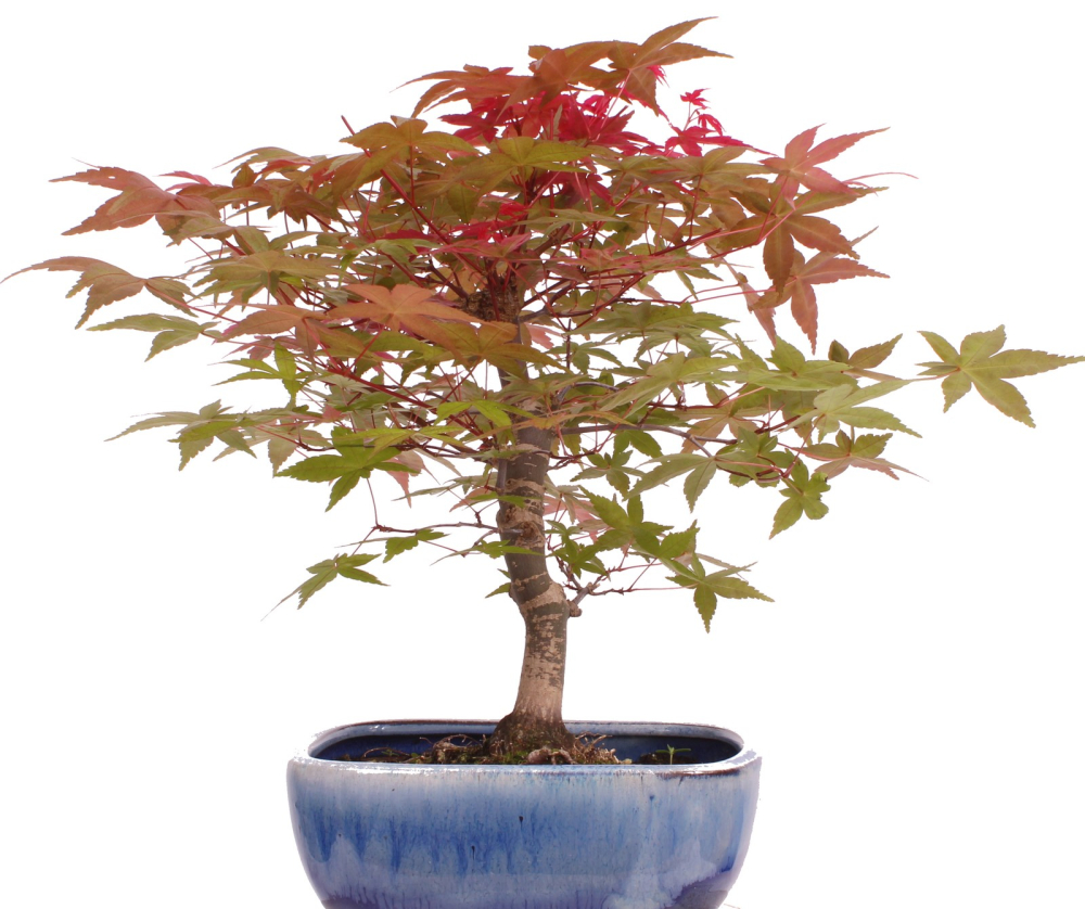 Preview: Bonsai - Acer palmatum Deshojo, roter Fächerahorn aus Japan 226/04
