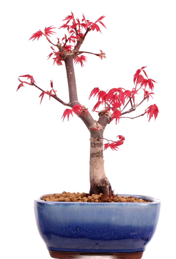 Bonsai - Acer palmatum Deshojo, roter Fächerahorn aus Japan 226/06