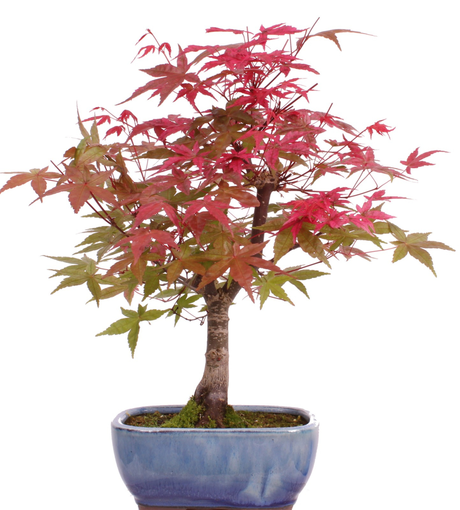Bonsai - Acer palmatum Deshojo, roter Fächerahorn aus Japan 226/07