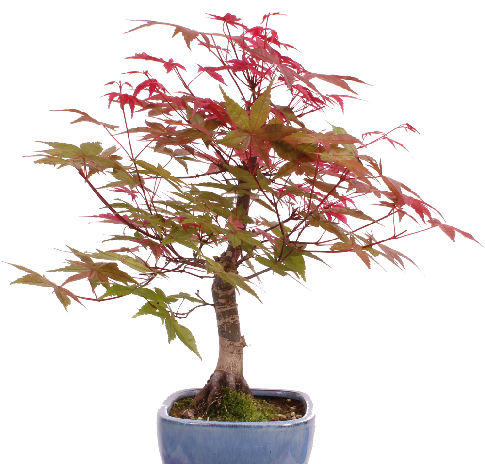 Bonsai - Acer palmatum Deshojo, roter Fächerahorn aus Japan 226/07