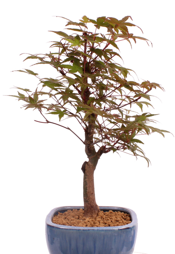 Preview: Bonsai - Acer palmatum Deshojo, roter Fächerahorn aus Japan 226/07