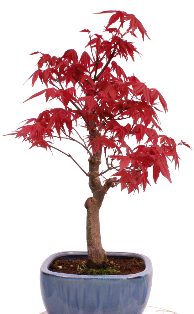 Preview: Bonsai - Acer palmatum Deshojo, roter Fächerahorn aus Japan 226/07