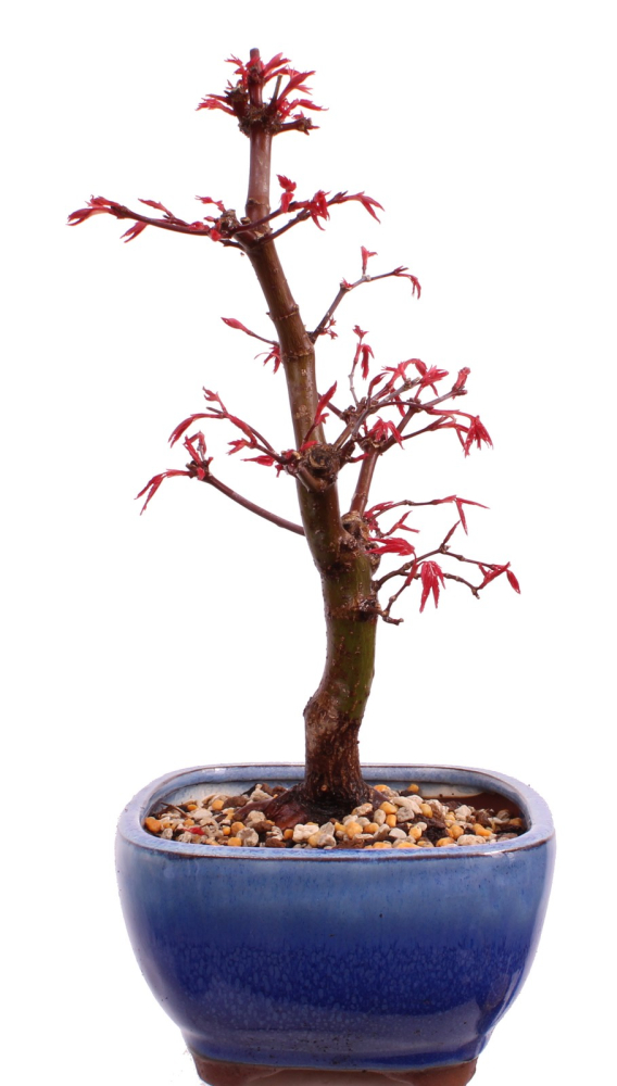 Bonsai - Acer palmatum Deshojo, roter Fächerahorn aus Japan 226/08