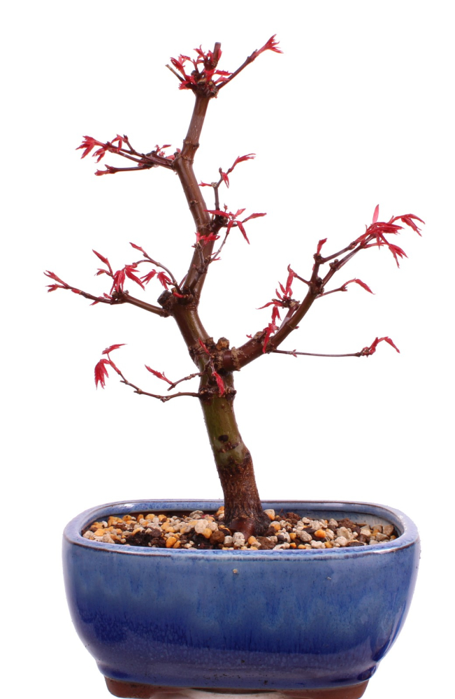 Bonsai - Acer palmatum Deshojo, roter Fächerahorn aus Japan 226/08