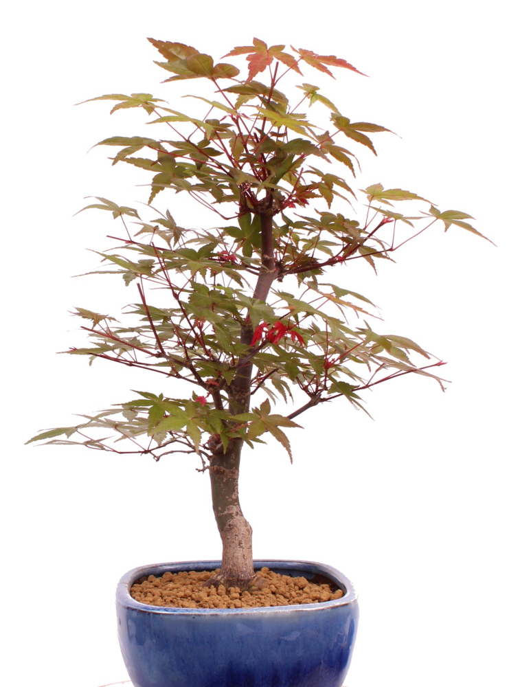 Preview: Bonsai - Acer palmatum Deshojo, roter Fächerahorn aus Japan 226/08
