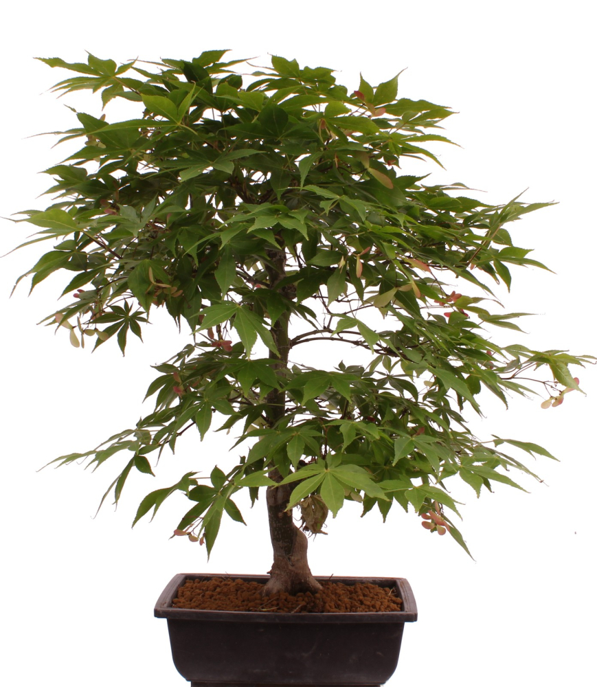 Bonsai - Acer palmatum 'Osakazuki', Japanischer Fächerahorn aus Japan 226/14