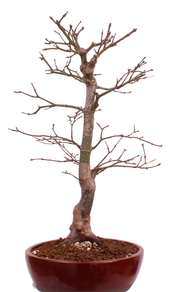 Preview: Bonsai - Acer palmatum 'Osakazuki', Japanischer Fächerahorn aus Japan 226/14