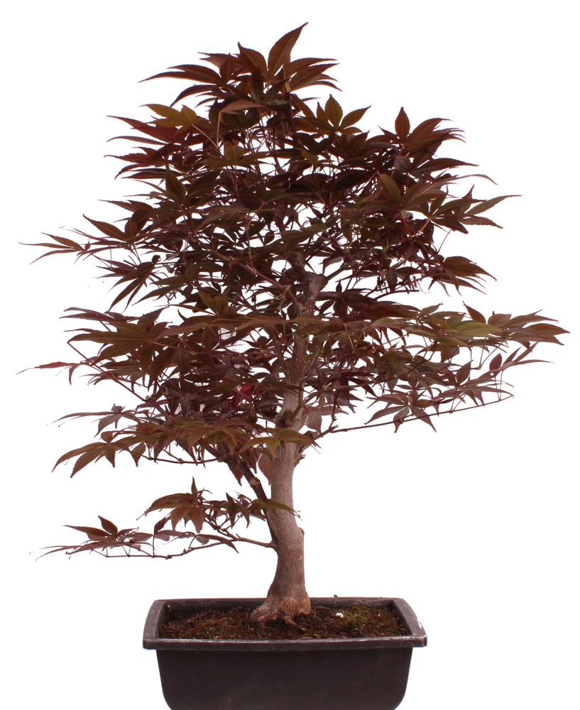 Bonsai - Acer palmatum 'Shojo-Nomura', Roter Fächerahorn aus Japan 226/15