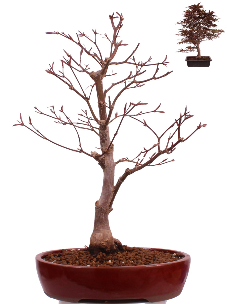Bonsai - Acer palmatum 'Shojo-Nomura', Roter Fächerahorn aus Japan 226/15