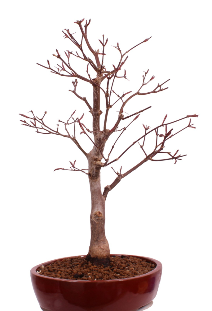 Preview: Bonsai - Acer palmatum 'Shojo-Nomura', Roter Fächerahorn aus Japan 226/15