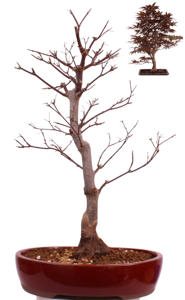 Bonsai - Acer palmatum 'Shojo-Nomura', Roter Fächerahorn aus Japan 226/16