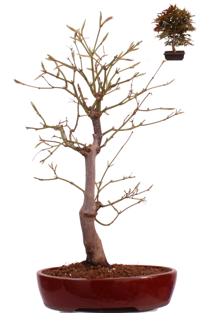 Bonsai - Acer palmatum 'Yugure', Roter Fächerahorn aus Japan 226/17