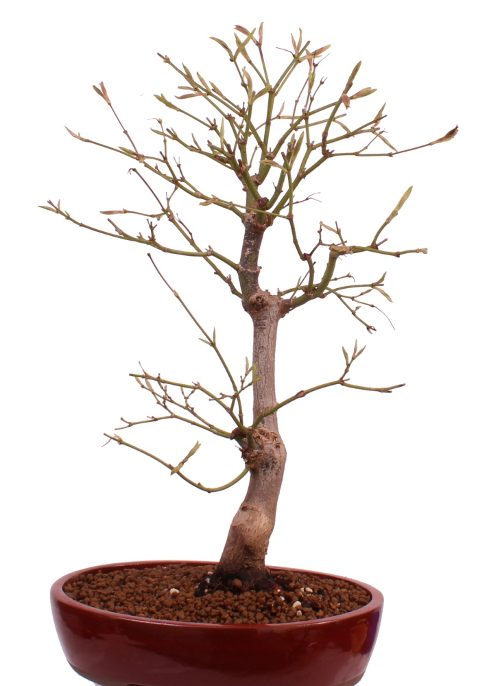Preview: Bonsai - Acer palmatum 'Yugure', Roter Fächerahorn aus Japan 226/17