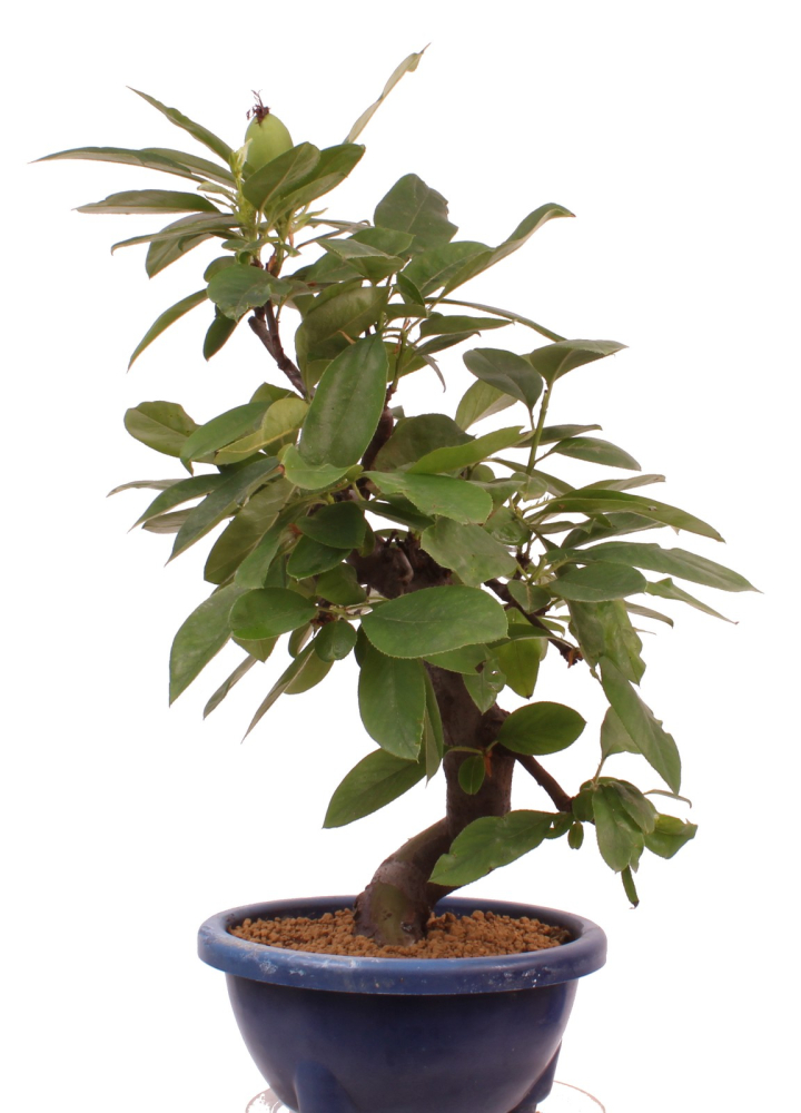Preview: Bonsai - Pseudocydonia sinensis, Holzquitte   226/29