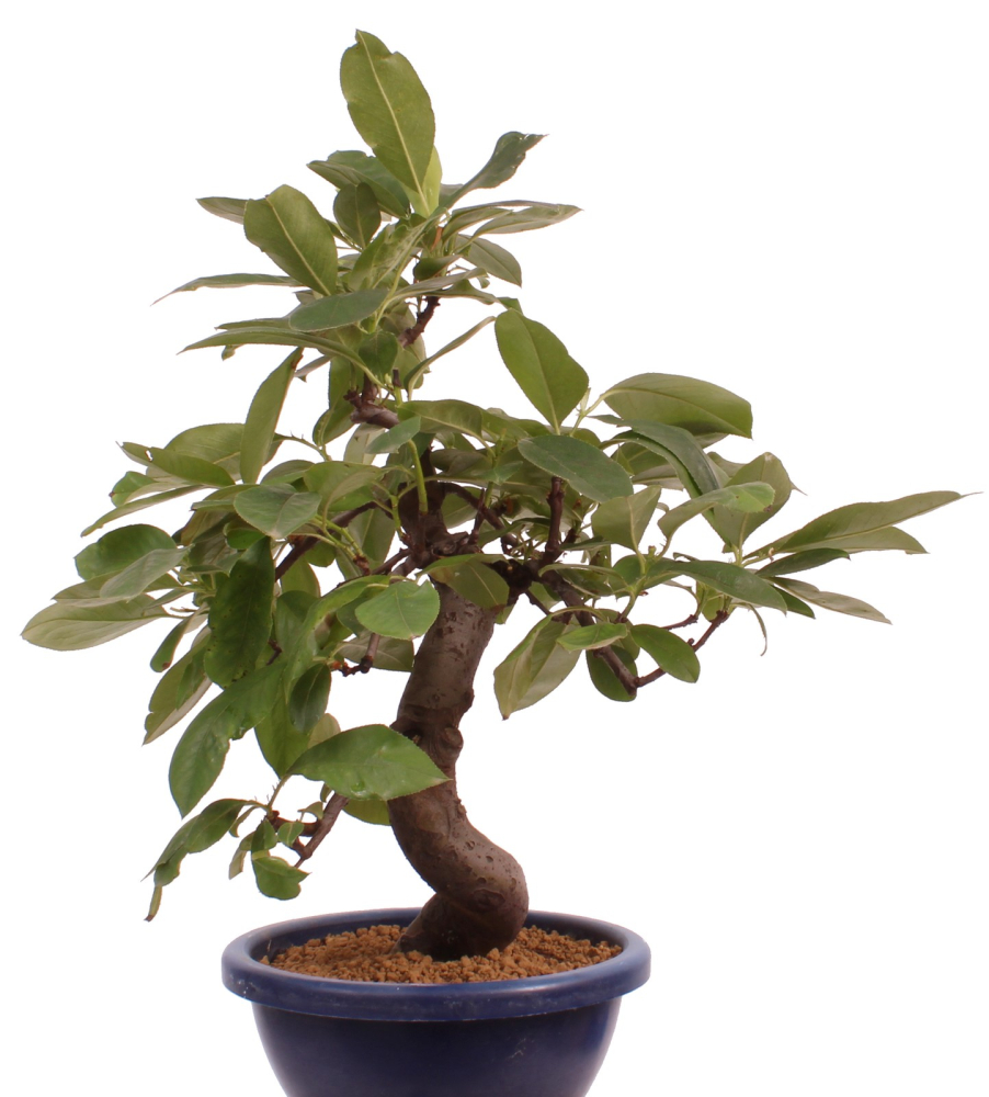 Preview: Bonsai - Pseudocydonia sinensis, Holzquitte   226/29