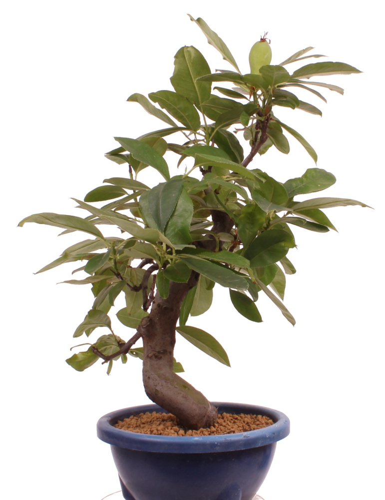 Preview: Bonsai - Pseudocydonia sinensis, Holzquitte   226/29