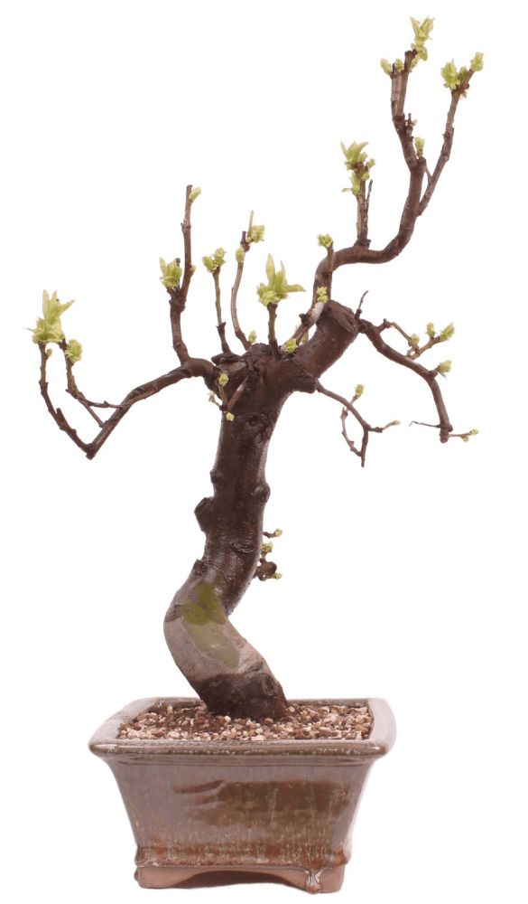 Preview: Bonsai - Pseudocydonia sinensis, Holzquitte 226/29