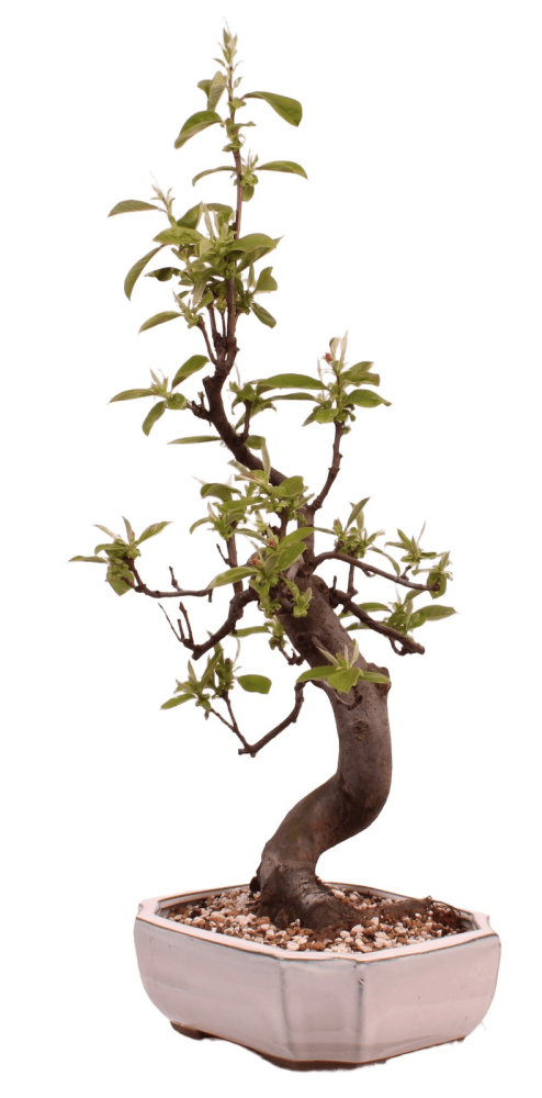 Bonsai - Pseudocydonia sinensis, Holzquitte 226/30