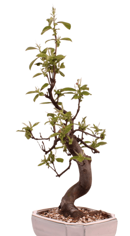 Bonsai - Pseudocydonia sinensis, Holzquitte 226/30