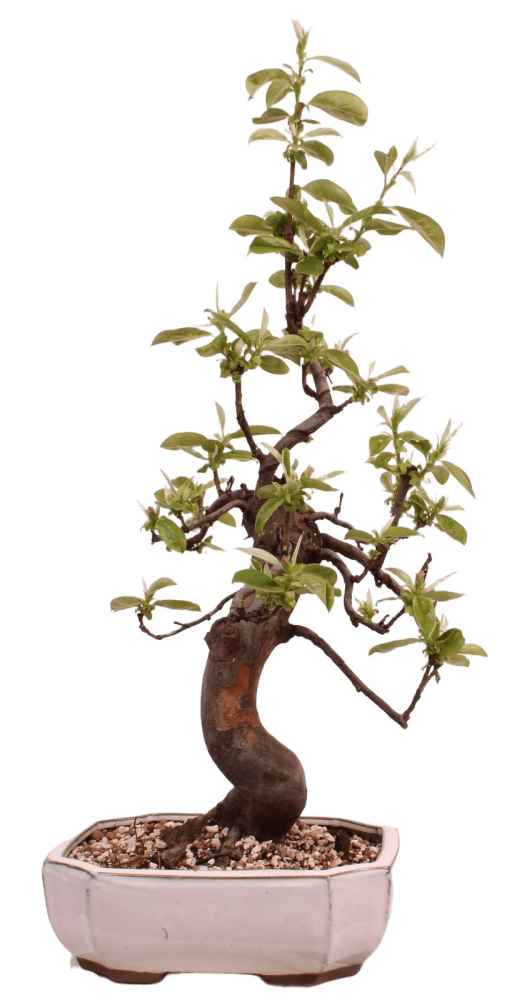 Bonsai - Pseudocydonia sinensis, Holzquitte 226/30