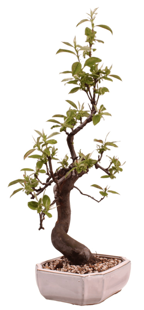 Bonsai - Pseudocydonia sinensis, Holzquitte 226/30