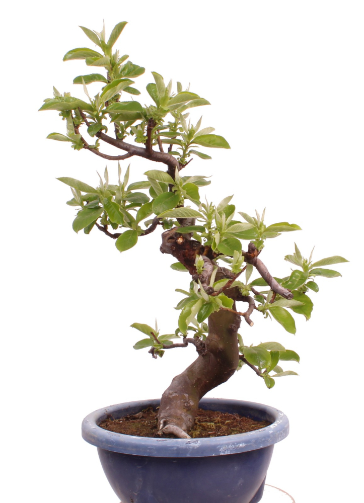 Bonsai - Pseudocydonia sinensis, Holzquitte   226/31