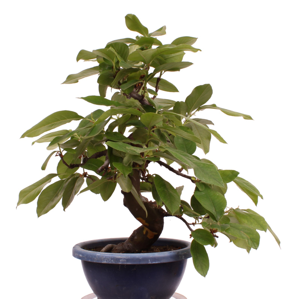 Preview: Bonsai - Pseudocydonia sinensis, Holzquitte   226/31