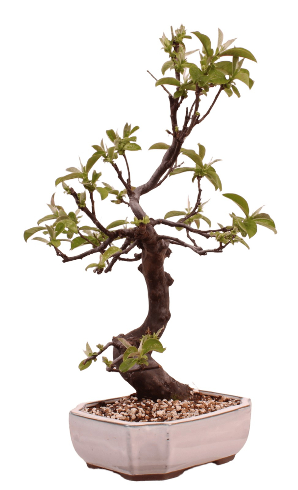 Bonsai - Pseudocydonia sinensis, Holzquitte 226/32