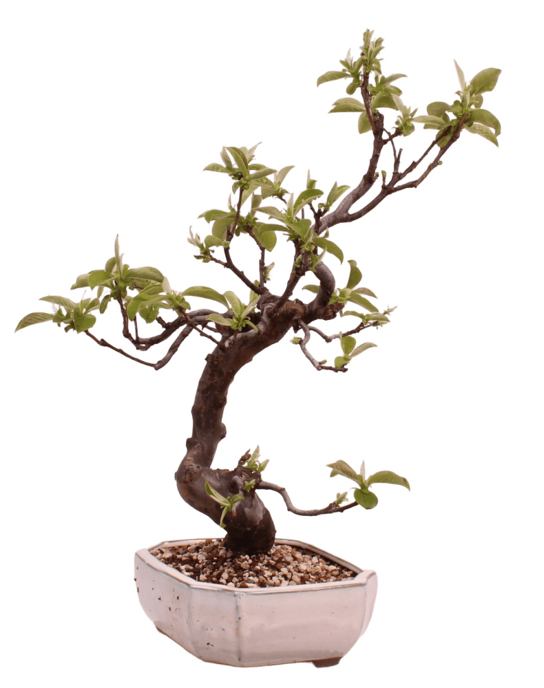 Bonsai - Pseudocydonia sinensis, Holzquitte 226/32