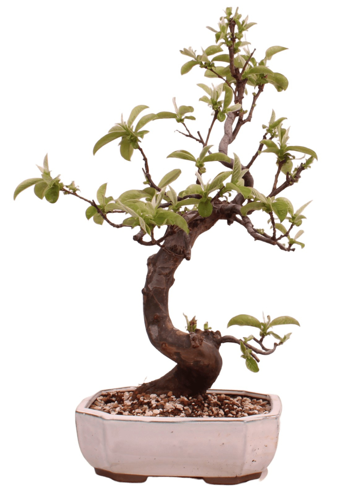 Bonsai - Pseudocydonia sinensis, Holzquitte 226/32
