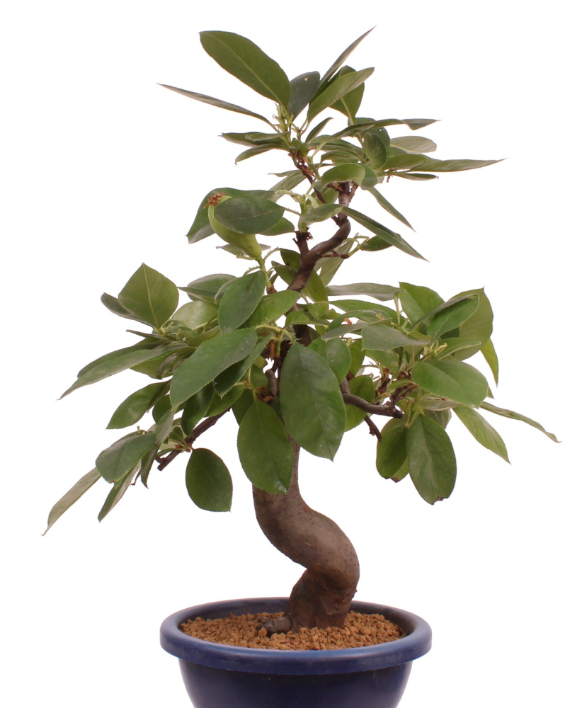 Preview: Bonsai - Pseudocydonia sinensis, Holzquitte   226/33