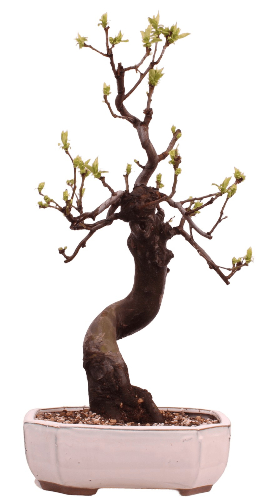 Bonsai - Pseudocydonia sinensis, Holzquitte 226/33