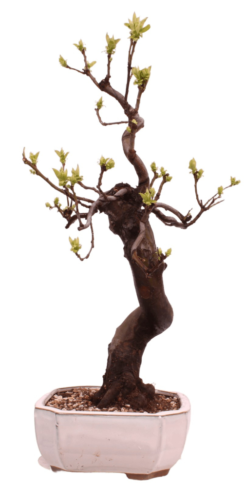 Preview: Bonsai - Pseudocydonia sinensis, Holzquitte 226/33