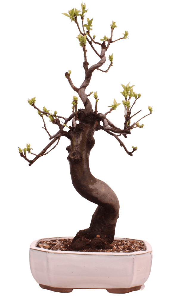 Preview: Bonsai - Pseudocydonia sinensis, Holzquitte 226/33