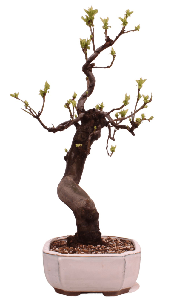 Preview: Bonsai - Pseudocydonia sinensis, Holzquitte 226/33