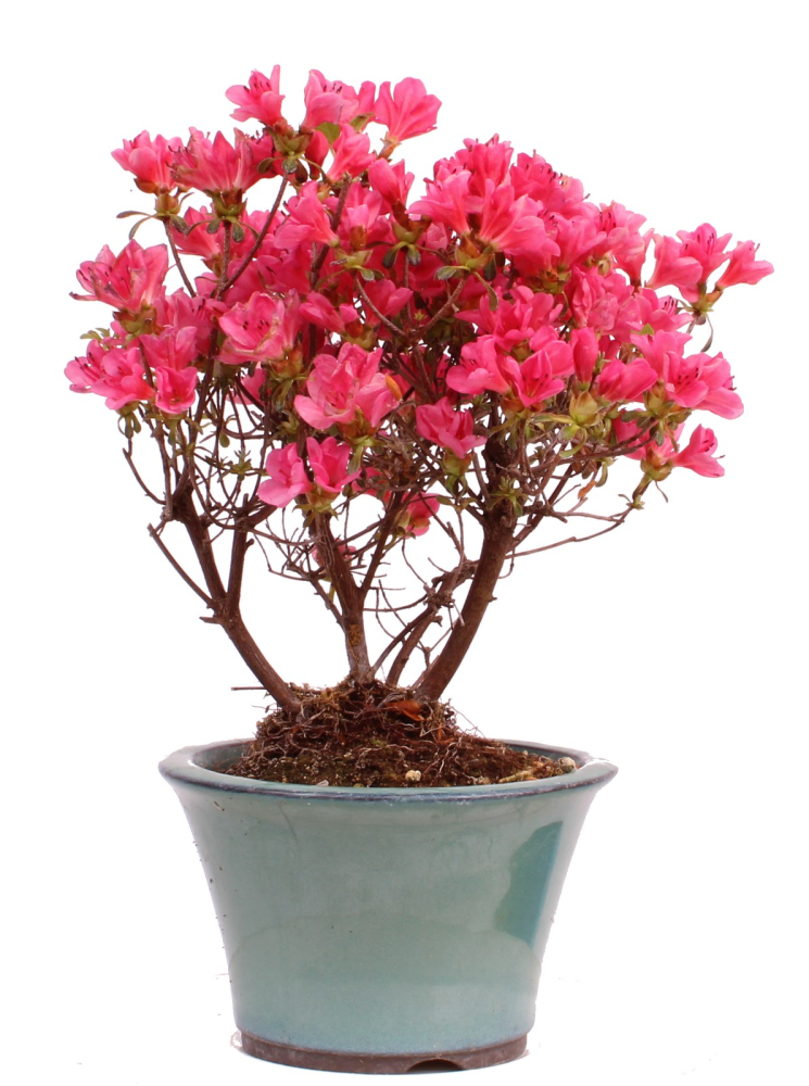 Bonsai - Japanische Satsuki Azalee - Rhododendron indicum 226/35