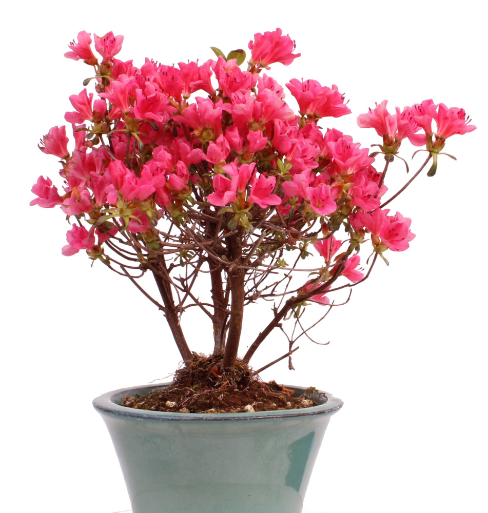 Preview: Bonsai - Japanische Satsuki Azalee - Rhododendron indicum 226/35