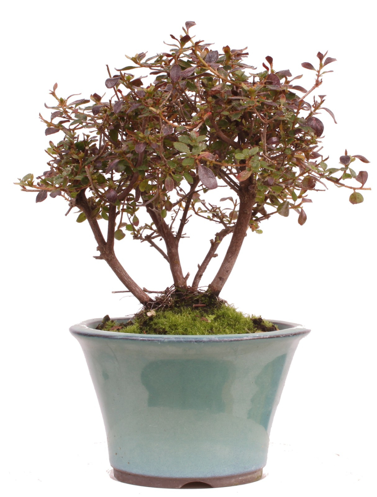 Preview: Bonsai - Japanische Satsuki Azalee - Rhododendron indicum 226/35