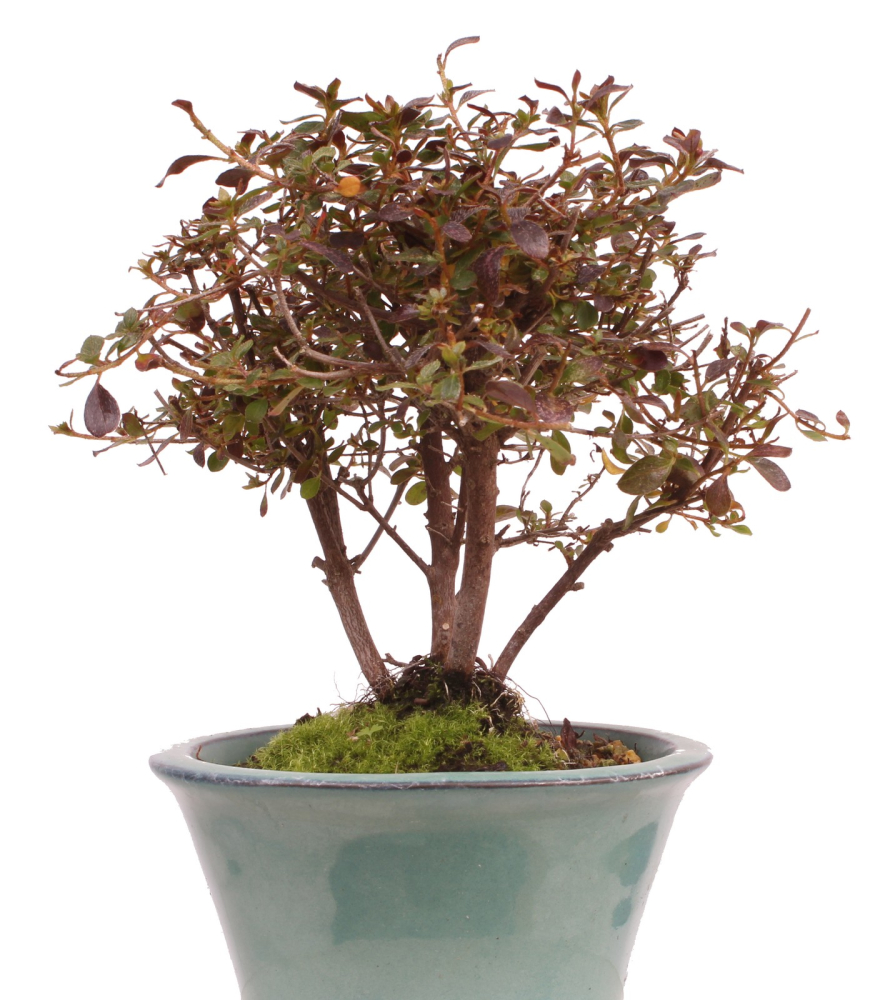 Preview: Bonsai - Japanische Satsuki Azalee - Rhododendron indicum 226/35