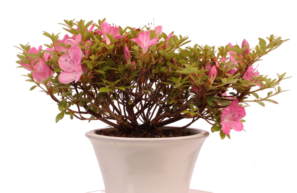 Preview: Bonsai - Jap. Satsuki Azalee , Rhododendron indicum 226/41