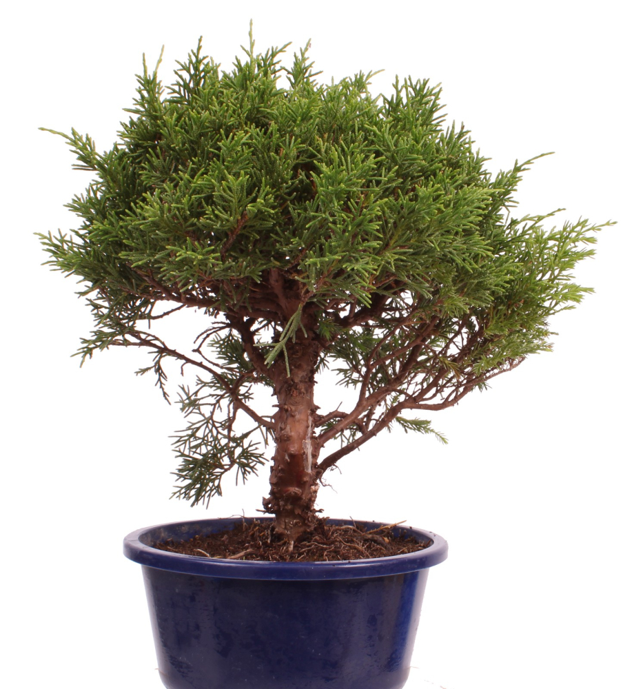 Preview: Bonsai - Juniperus chinensis 'Shimpaku' Chinesischer Wacholder aus Japan 226/46