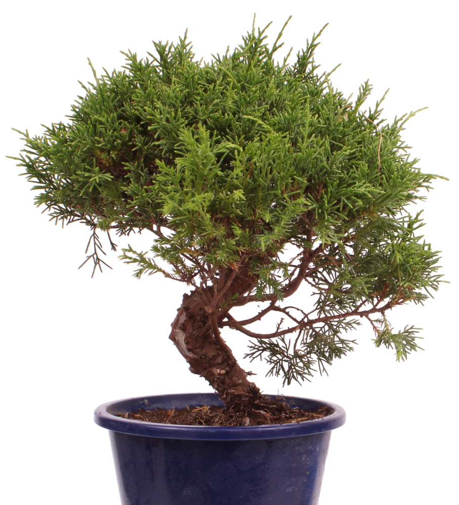 Preview: Bonsai - Juniperus chinensis 'Shimpaku' Chinesischer Wacholder aus Japan 226/46