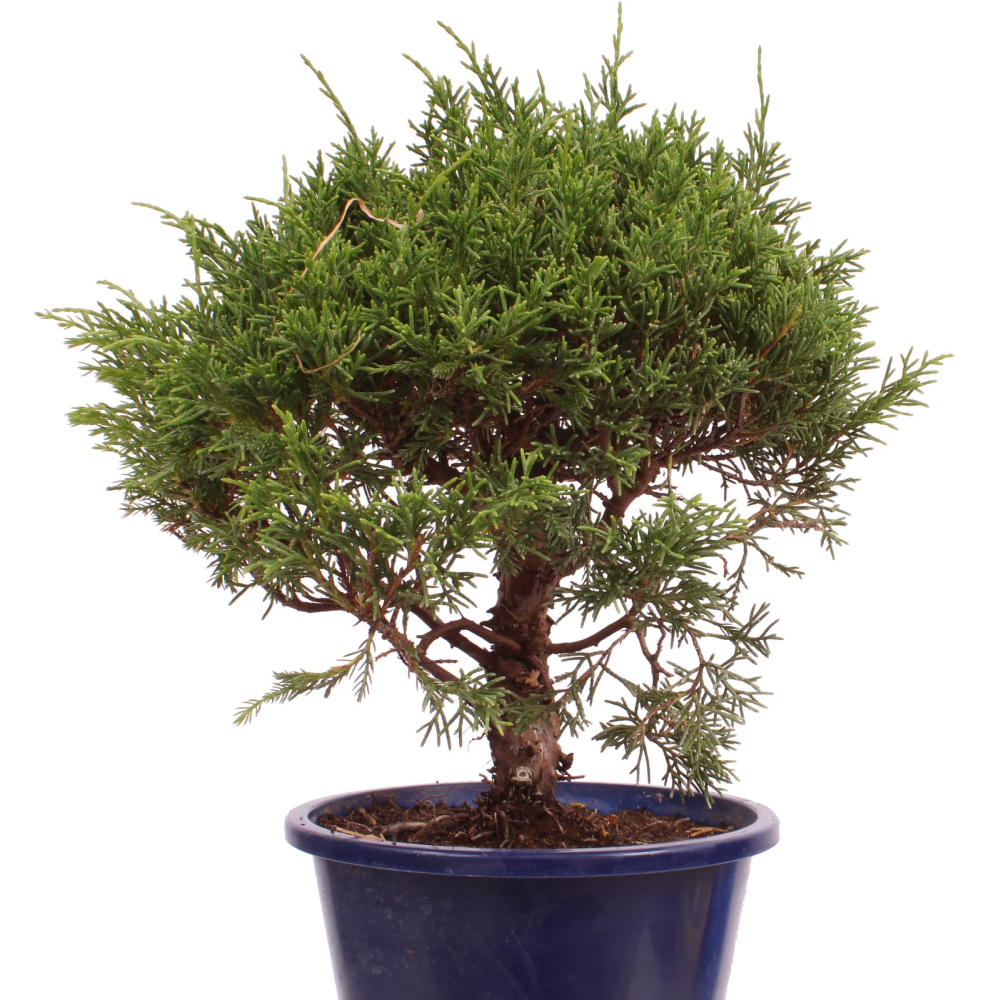 Preview: Bonsai - Juniperus chinensis 'Shimpaku' Chinesischer Wacholder aus Japan 226/46