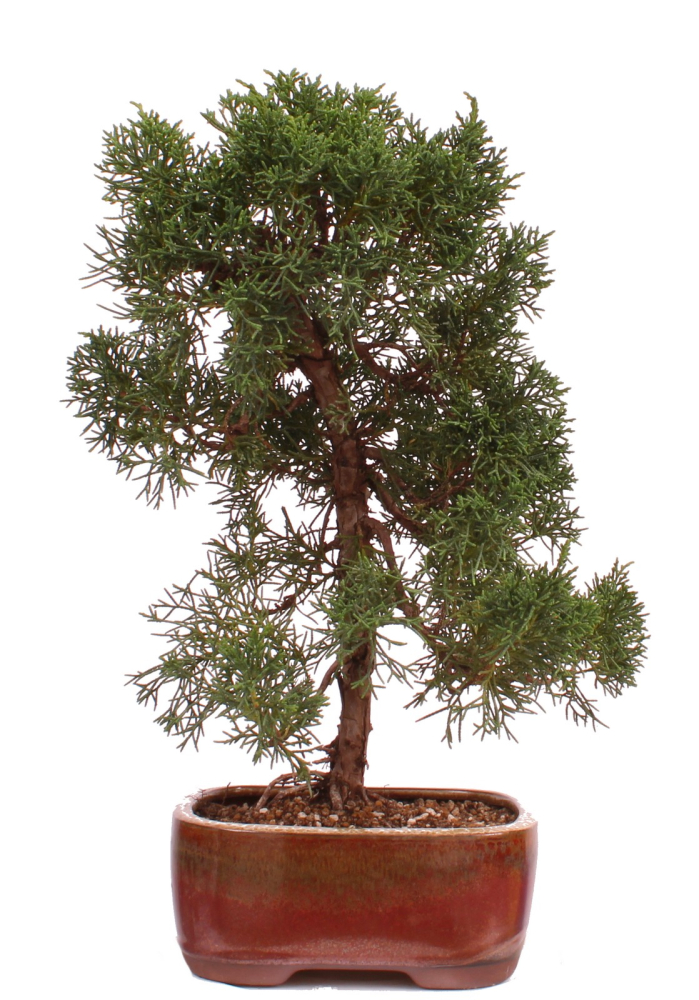 Bonsai - Juniperus chinensis 'Kishu' Chinesischer Wacholder aus Japan 226/49