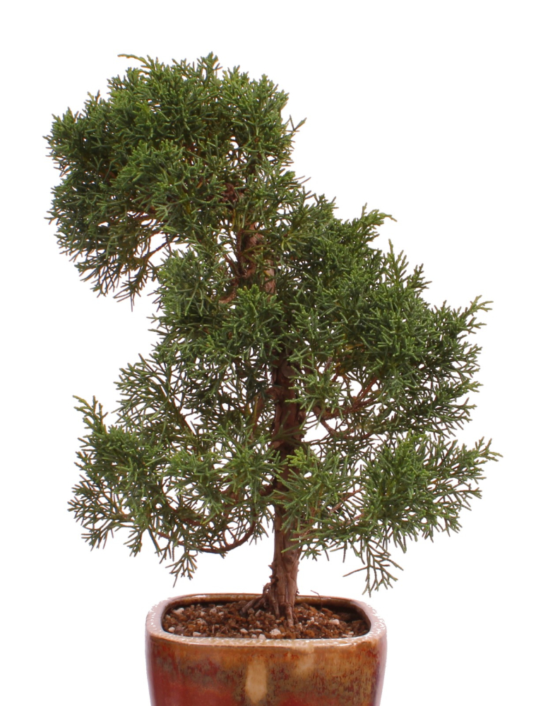Preview: Bonsai - Juniperus chinensis 'Kishu' Chinesischer Wacholder aus Japan 226/49